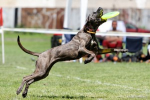 frisbee--3-.jpg